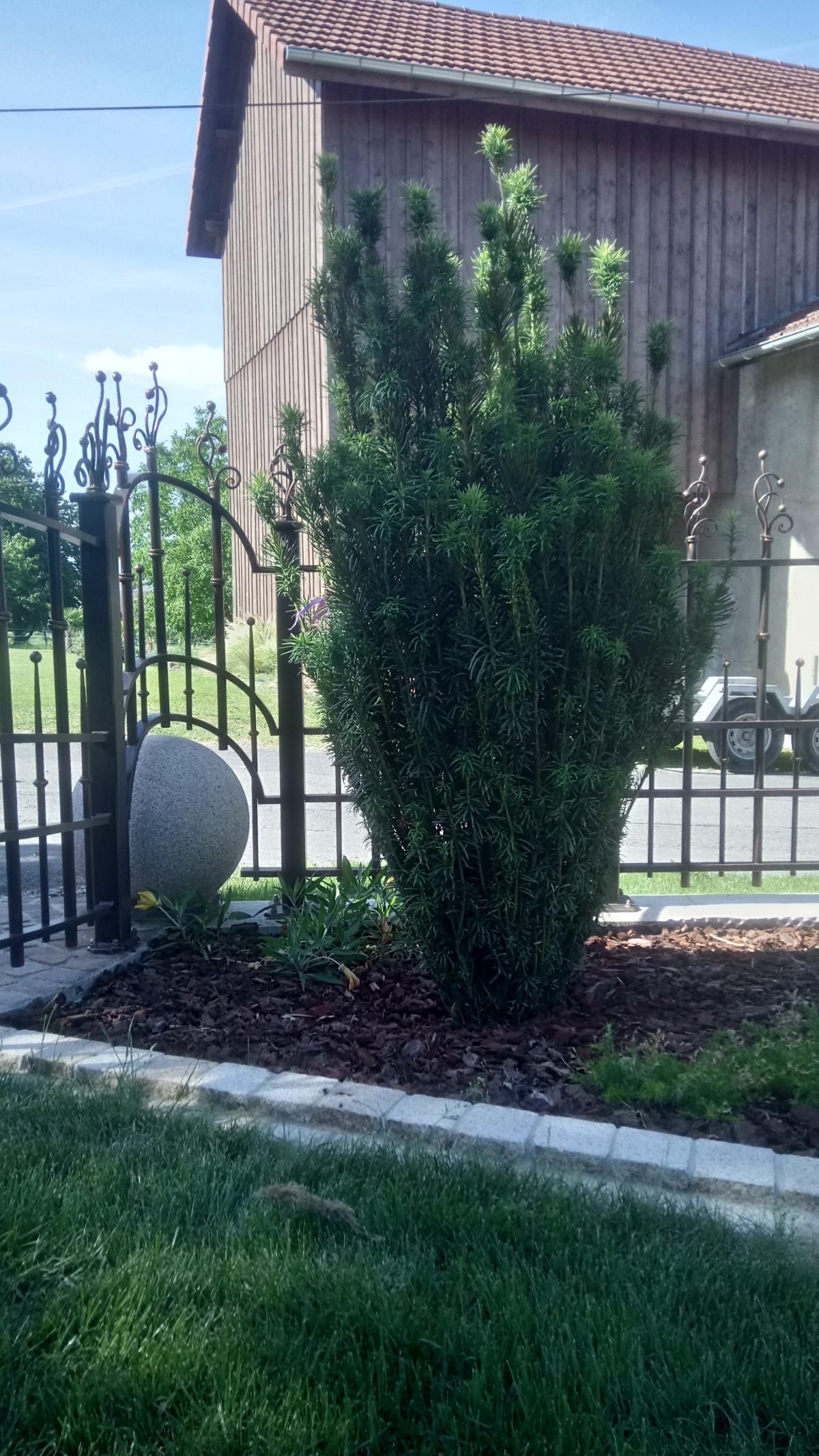 Bordure en pavés sur 2 rangs pour délimiter le gazon à la haie Bordure en pavés sur 2 rangs pour délimiter le gazon à la haie